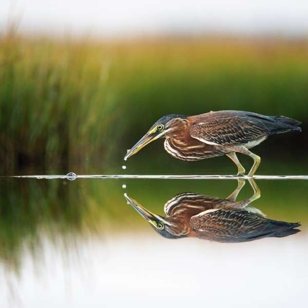 vectra-zlamala-prawo-600