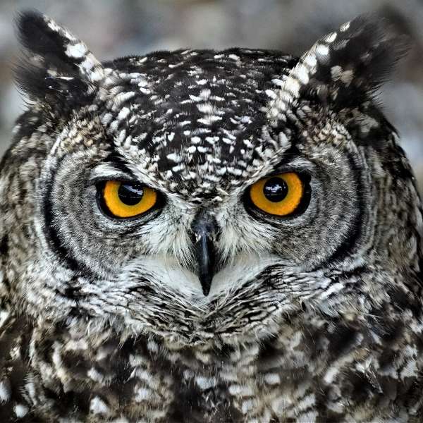 logo-wersow-z-ekipy-jest-plagiatem-600